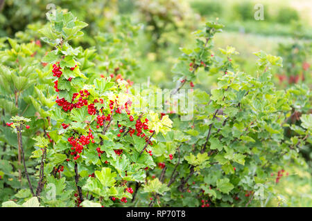 Hängende rote Johannisbeere Beeren reifen auf Stiel der Pflanze Busch mit Bokeh in Russland oder der Ukraine Garten datscha Bauernhof mit leuchtenden Farben. Stockfoto