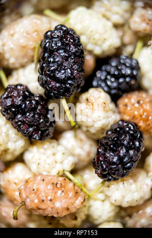 Vertikale Makro Nahaufnahme von Viele reife schwarze und weiße Maulbeeren Beeren gesunde süße Früchte mit Muster detail und Textur Stockfoto