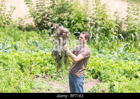 Junger Mann Bauern ernten Knoblauch Zwiebeln in Hof oder Garten holding Bündel Gemüse glücklich lächelnde Stockfoto