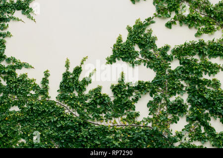 Klettern Efeu Pflanzen wachsen oben an der Seite einer weißen Wand mit kopieren. Stockfoto