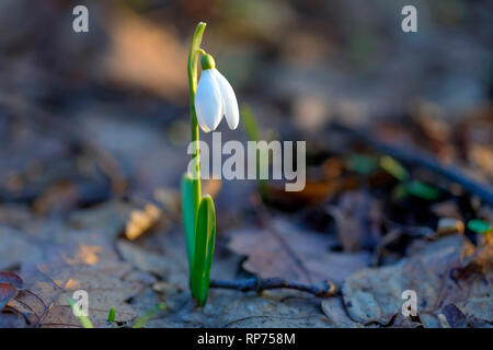 Sonnig Stiefmütterchen Blume wächst im Wald. Stockfoto