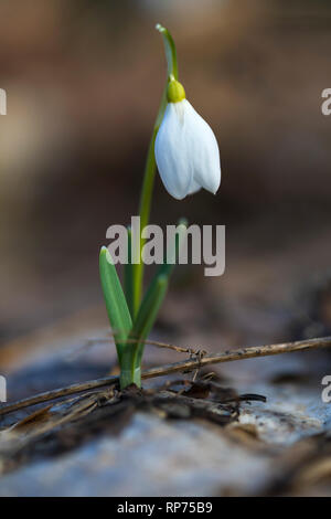 Schneeglöckchen Blume im Wald wachsen. Stockfoto