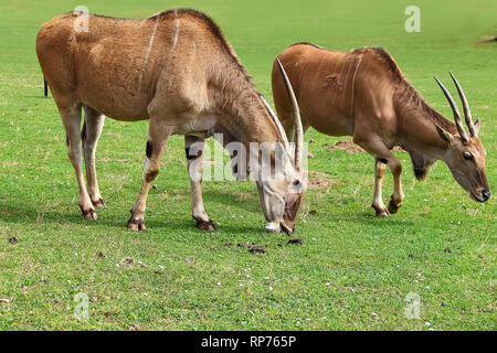 Gemeinsame Eland (Tauro Oryx), auch bekannt als die südlichen Eland oder Eland-Antilopen Stockfoto