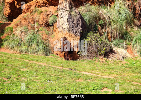 Tragen Kratzer seine Rückseite auf einem Felsen (Ursus arctos) im Norden von Spanien Stockfoto