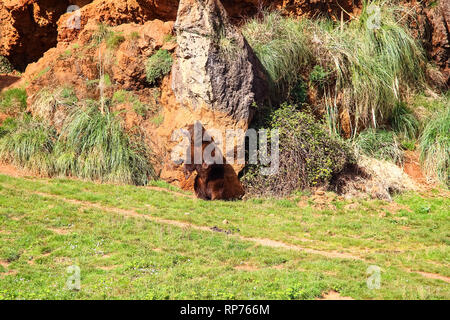 Tragen Kratzer seine Rückseite auf einem Felsen (Ursus arctos) im Norden von Spanien Stockfoto