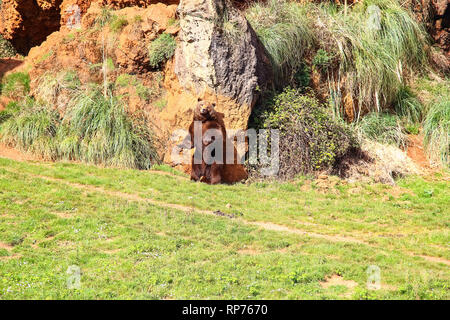 Tragen Kratzer seine Rückseite auf einem Felsen (Ursus arctos) im Norden von Spanien Stockfoto