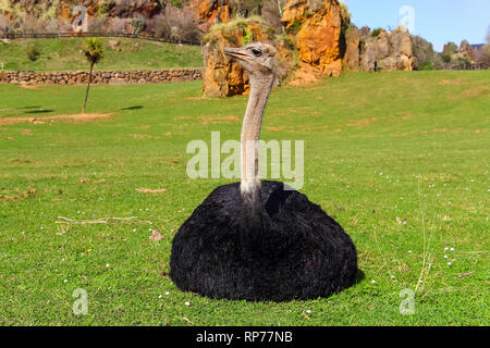 Ein erwachsener Vogel Strauß (Struthio camelus) auf einem Hintergrund von grünem Gras. Er ist der größte Vogel der Welt Stockfoto