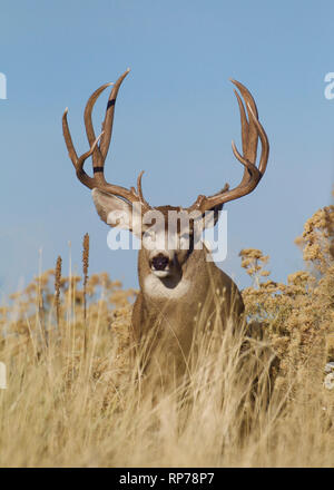 Große Mule Deer Bock in Prairie Lebensraum mit einem klaren blauen Himmel Hintergrund Stockfoto