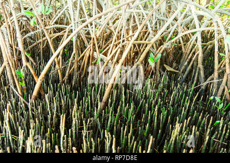 Ebbe setzt ein Gewirr von Red Mangrove prop Wurzeln und schwarze Mangrove pneumatophores an Floridas Weedon Insel bewahren Stockfoto