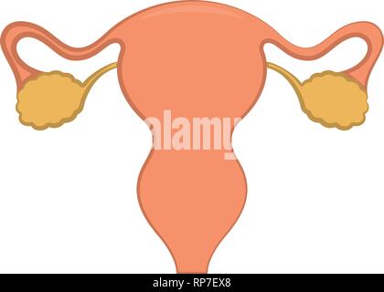 Weiblichen Fortpflanzungsorgane Stock Vektor