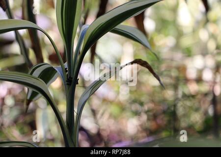 Grüne Pflanze im Wald Stockfoto
