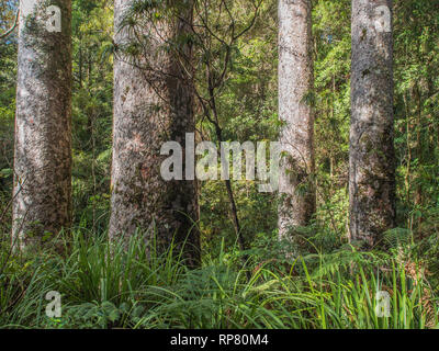 Kauri, die Baumstämme hoch über unterwuchs, in Puketi Wald, Northland, Neuseeland Stockfoto