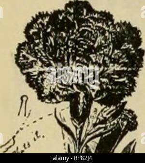 . Die amerikanische Florist: Eine wöchentliche Zeitschrift für den Handel. Blumenkultur ; Floristen. Von McDonald hergestellt.--, "COIUKUS, 0. r] Der größte manu - hmL.." R< L. ij Hersteller von diesen??????? BhJI waren Id Amerika m^^^ KKKBUm Seod für Katalog erwähnen die Amerikanische Florist beim Schreiben von höchster Qualität. Hand Made, Gewächshaus aus Glas, warum nicht das Beste kaufen. Uns für Ermäßigungen Schreiben. Wir können Geld für vou speichern. BAUR FENSTER GLASS Co. Eaton, Indiana. Erwähnen theAvierican Florist beim Schreiben SPLIT NELKEN schnell und einfach ausgebessert. Es sind keine Werkzeuge erforderlich. "Sie alle sind, dass für sie in Anspruch genommen wird.'' G Stockfoto