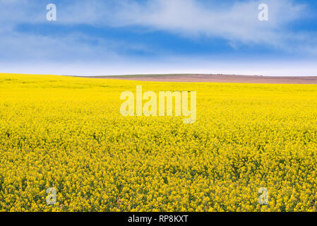 Gelbe Raps Fruchtart in ländlichen South Australia, Australien Stockfoto