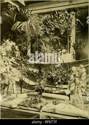 . Die amerikanische Florist: Eine wöchentliche Zeitschrift für den Handel. Blumenkultur ; Floristen. 1 T2 der amerikanischen Florist. Sept. ICH, Ally sichere Anlagen per Spedition geliefert zu haben. Nach dem 15. September Phlox und P. decussata suftruticosacan gepflanzt werden und ein oder zwei Wochen später die heleniums, helianthuses, psonies, rudbeckias, spincas usw. Für August und Anfang September plant-ing empfehlen wir Ihnen folgende: Achilleas, alyssums, anchusas, Anemonen, anthemises, aquilegias, armerias, CAM-panulas, centaureas, cerastiums, coreop - sises, Stilleben, dianthuses, dicentras, gypsophilas, Helenium Boulanderii. Häm-Roca Stockfoto