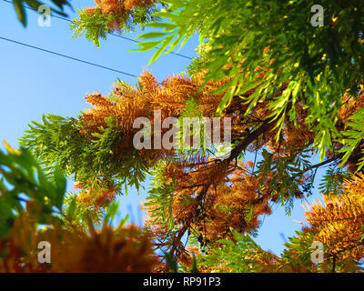 Nahaufnahme der Grevillea australische Silver Oak in Blüte in Andalusien, Spanien Stockfoto