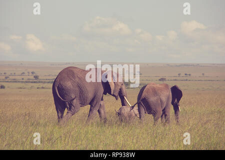Afrikanischer Elefant (Loxodonta africana) Kuh mit jungen Kalb in Wüste Bush, Kenia Stockfoto