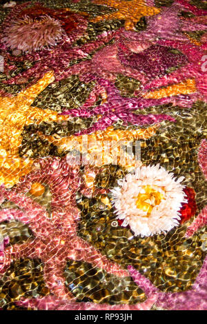 Wellen in einem tide pool über verschiedene Seesterne (meist Pisaster ochraceus in seinem violetten und Ocker Formen) und Seeanemonen Stockfoto