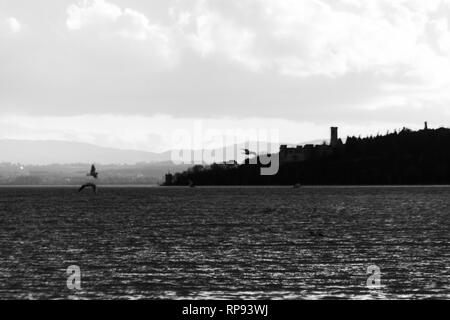 Vögel fliegen über den Trasimenischen See Stockfoto