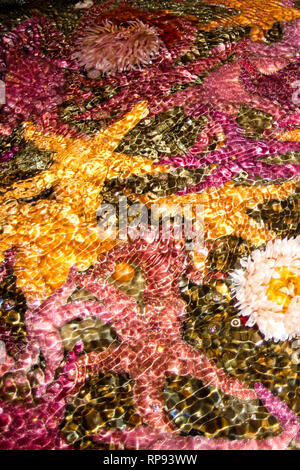 Wellen in einem tide pool über verschiedene Seesterne (meist Pisaster ochraceus in seinem violetten und Ocker Formen) und Seeanemonen Stockfoto