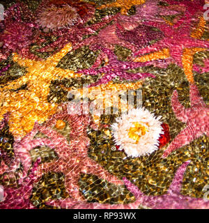 Wellen in einem tide pool über verschiedene Seesterne (meist Pisaster ochraceus in seinem violetten und Ocker Formen) und Seeanemonen Stockfoto