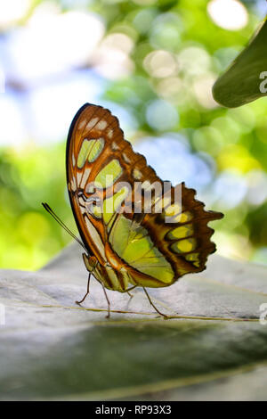 Malachit Schmetterling (Siproeta stelenes) auf einem großen Blatt, zeigt die Unterseite der Flügel Stockfoto