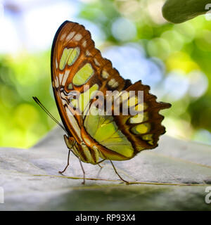 Malachit Schmetterling (Siproeta stelenes) auf einem großen Blatt, zeigt die Unterseite der Flügel Stockfoto