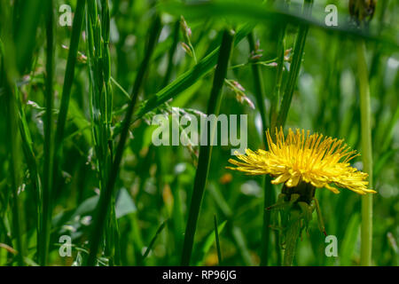 Einen schönen gelben Löwenzahn Blume in das grüne Gras Stockfoto