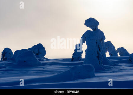 Schnee und Eis bedeckten Nadelbäume in Lappland, Finnland Stockfoto