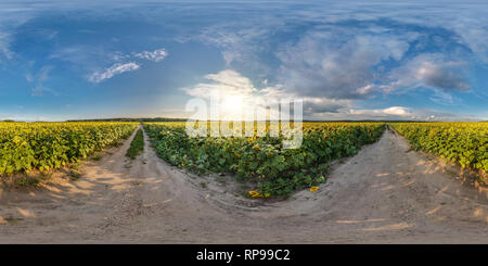 360 Grad Panorama Ansicht von Vollständige nahtlose Sphärisches Panorama 360 um 180 Grad Betrachtungswinkel auf Feldweg zwischen Sonnenblumen Felder im sonnigen Sommer Abend in equirectangular Proje