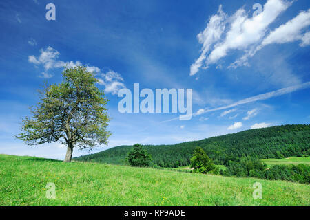 Landschaft, einsamer Baum inmitten grüner Felder, blauer Himmel und weiße Wolken im Hintergrund Stockfoto