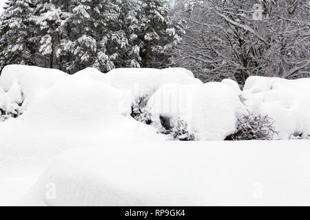 Hedge bedeckt von schweren frisch gefallenen Schnee. Winter in der Umgebung. Stockfoto