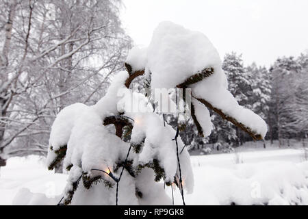 Weihnachtsbaum bedeckt von Schnee und gebeugt unter der Last. Winter in der Umgebung. Stockfoto
