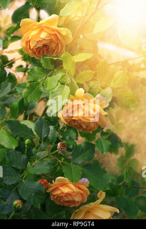 Blüte gelbe orange englische Rosen im Garten an einem sonnigen Tag. Rose Graham Thomas Stockfoto