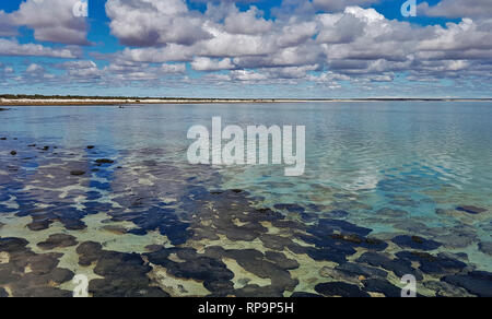 Die stromatolithen bei Hamelin Pool, Western Australia Stockfoto