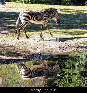 Hartmann's Mountain Zebra, Equus zebra hartmannae. Eine gefährdete Zebra Stockfoto