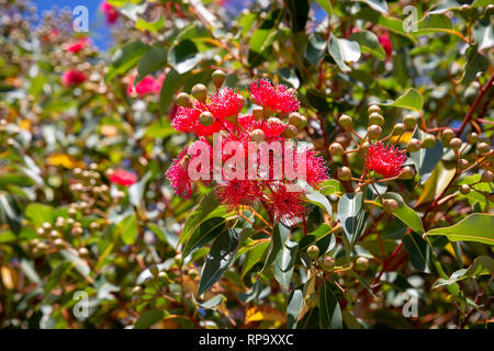 Schön und leuchtend rote Blumen auf einem Gum Tree Birdlings Flat, Neuseeland wächst Stockfoto