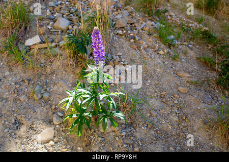 Wilde Lupinen Pflanzen sind ein angriffsunkraut in Neuseeland und müssen beseitigt werden. Stockfoto