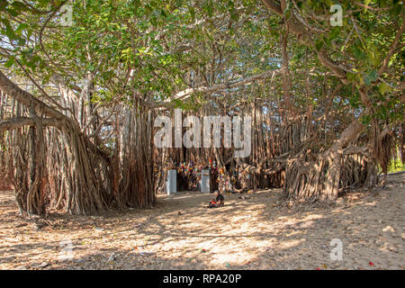 Eine einsame Frau im Gebet unter dem Schatten eines riesigen Banyan Tree in der Nähe des Shri Nambunayaki Amman Tempel in Tamil Nadu, Indien. Stockfoto