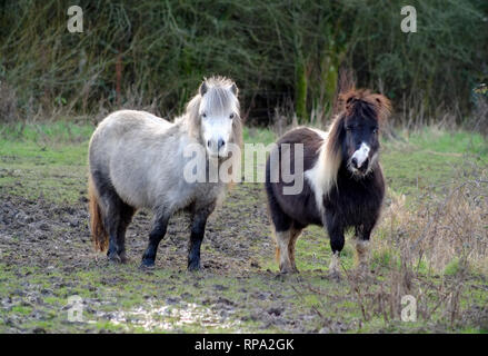 Shetland Ponys in ein schlammiges Feld, East Sussex, Großbritannien Stockfoto