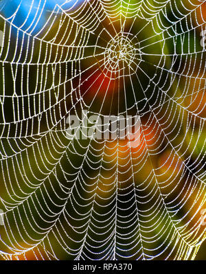 Gefrorene's Spinnennetz durch herbstliche Farben gesichert Stockfoto