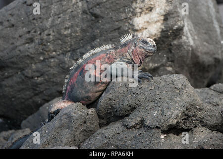 Ein Marine iguana (Amblyrhynchus cristatus), die auf einer felsigen Küstenlinie in Galapgos Inseln Stockfoto