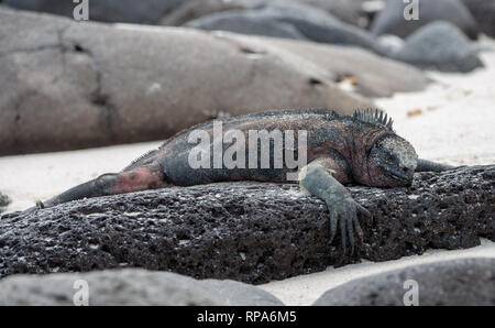 Ein Marine iguana (Amblyrhynchus cristatus), die auf einer felsigen Küstenlinie in Galapgos Inseln Stockfoto