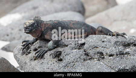 Ein Marine iguana (Amblyrhynchus cristatus), die auf einer felsigen Küstenlinie in Galapgos Inseln Stockfoto