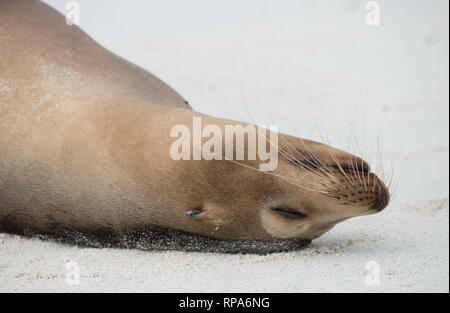 Eine Galapagos Seelöwe (Zalophus wollebaeki) fest schlafend auf einem weichen Sandstrand Stockfoto