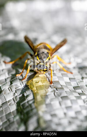 Flintshire, North Wales, 21. Februar 2019. UK Wetter: Feine, Milde und warme Wetter so früh Frühling Wetter ergreift und warme Wetter in vielen Teilen des Vereinigten Königreichs in den nächsten Tagen. Ein Queen Wasp kommen aus dem Winterschlaf und immer eine helfende Hand mit ein wenig Honig, wie Sie sich in der Sonne aalt sich in der Ortschaft Lixwm, North Wales, UK © DGDImages/AlamyLiveNews Stockfoto