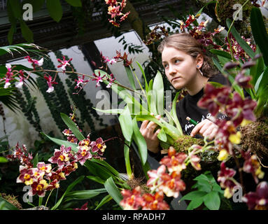 21. Februar 2019, Sachsen, Leipzig: Anna Bech arbeitet im Botanischen Garten über den Bau der Orchidee zeigen. Die Show wird am 23. Februar geöffnet. Unter anderem die größte Orchidee in Deutschland vorgestellt - eine 60 Jahre alte Dendrobium delicatum. Foto: Monika Skolimowska/dpa-Zentralbild/ZB Stockfoto