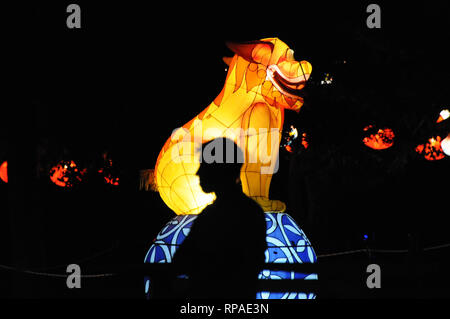 Christchurch, Neuseeland. 21 Feb, 2019. Foto am 13.02.21, 2019 zeigt eine Laterne zeigen zur Feier des Chinesischen Laternenfest in Christchurch, Neuseeland, Feb.21, 2019 übernommen. Credit: Li Qiaoqiao/Xinhua/Alamy leben Nachrichten Stockfoto