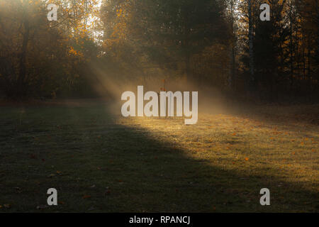 Herbst Sonne morgens Lichtstrahlen Piercing durch die Bäume und Nebel zu den jungen kleinen Baum Stockfoto