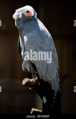 Eine afrikanische Harrier Hawk an der Afrikanischen Raptor Center Bird Sanctuary, Natal Midlands, Südafrika. Stockfoto